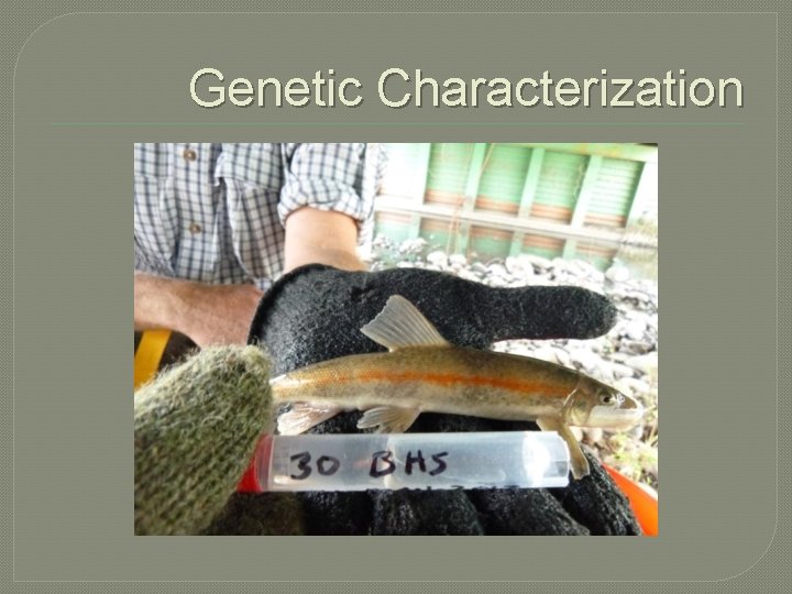 Genetic Characterization 