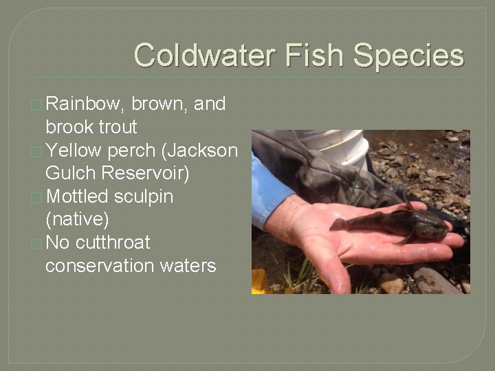 Coldwater Fish Species � Rainbow, brown, and brook trout � Yellow perch (Jackson Gulch