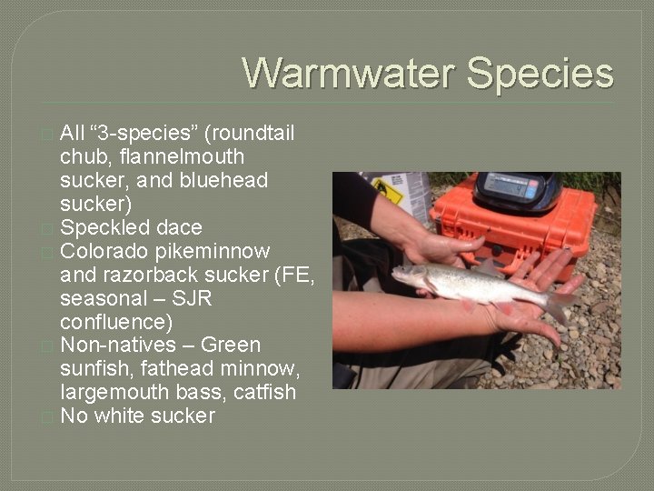 Warmwater Species All “ 3 -species” (roundtail chub, flannelmouth sucker, and bluehead sucker) �