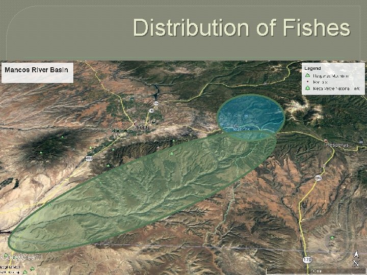 Distribution of Fishes 