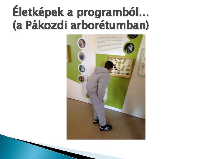 Életképek a programból… (a Pákozdi arborétumban) Életképek a programból… (a Pákozdi arborétumban)