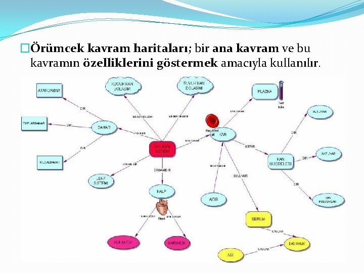 �Örümcek kavram haritaları; bir ana kavram ve bu kavramın özelliklerini göstermek amacıyla kullanılır. 