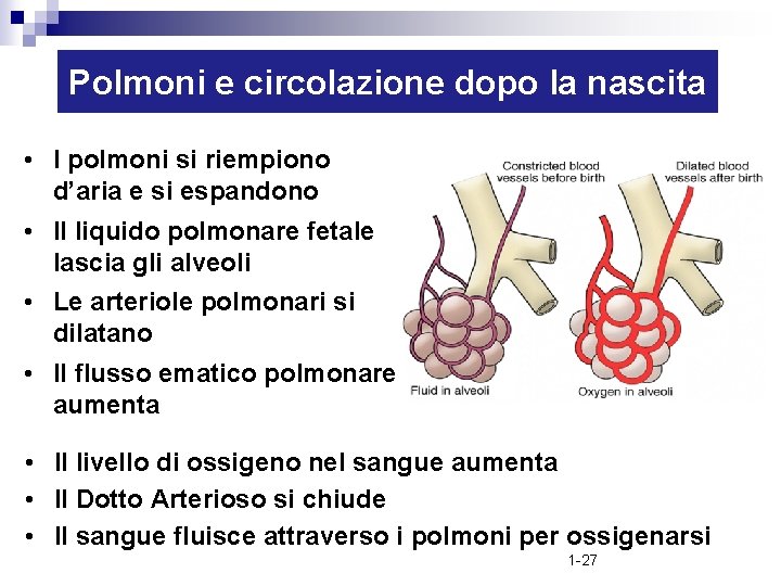 Polmoni e circolazione dopo la nascita • I polmoni si riempiono d’aria e si