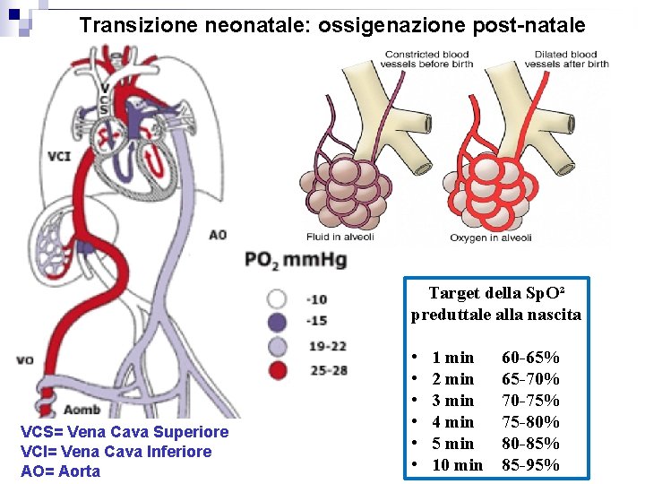 Transizione neonatale: ossigenazione post-natale Target della Sp. O² preduttale alla nascita VCS= Vena Cava