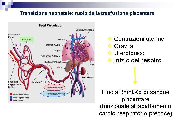 Transizione neonatale: ruolo della trasfusione placentare Contrazioni uterine Gravità Uterotonico Inizio del respiro Fino