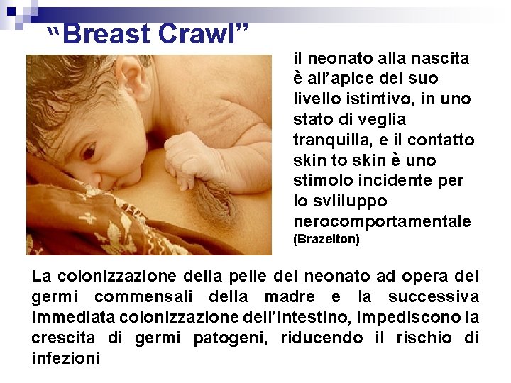 “Breast Crawl” il neonato alla nascita è all’apice del suo livello istintivo, in uno