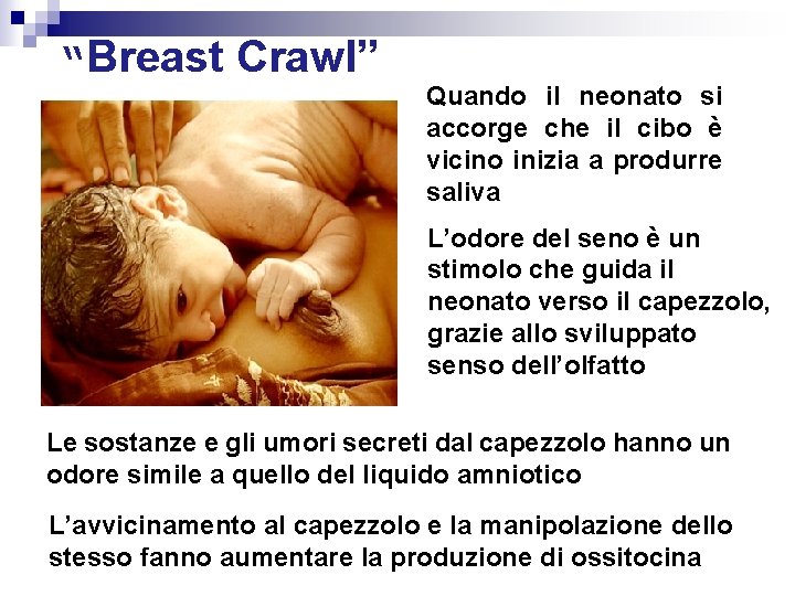 “Breast Crawl” Quando il neonato si accorge che il cibo è vicino inizia a