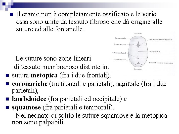  Il cranio non è completamente ossificato e le varie ossa sono unite da