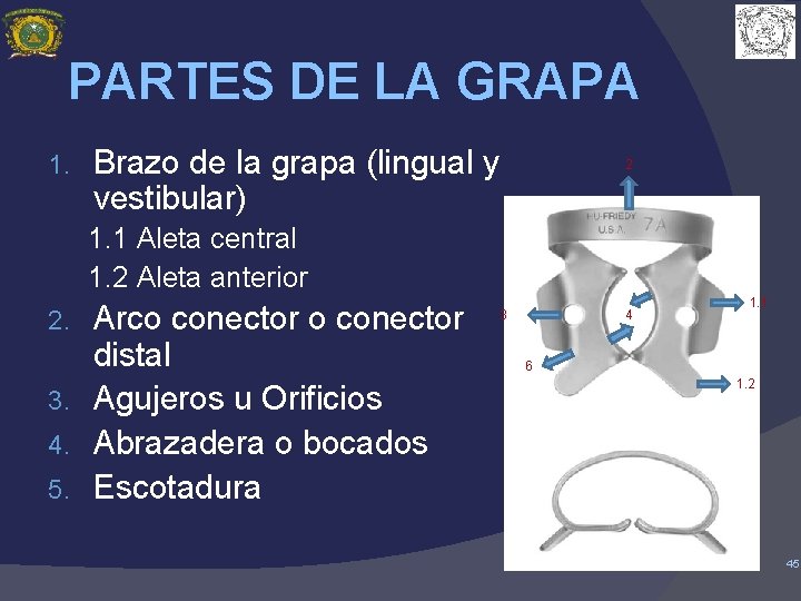 PARTES DE LA GRAPA 1. Brazo de la grapa (lingual y vestibular) 2 1.