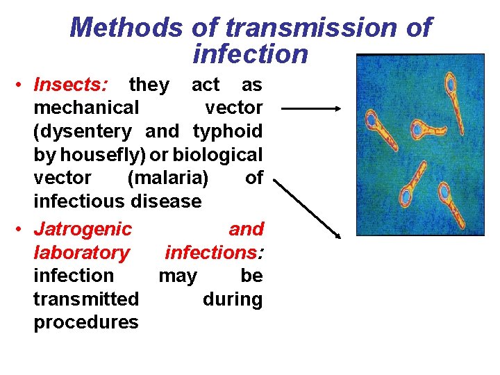 Methods of transmission of infection • Insects: they act as mechanical vector (dysentery and
