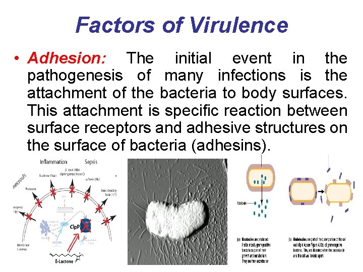 Factors of Virulence • Adhesion: The initial event in the pathogenesis of many infections