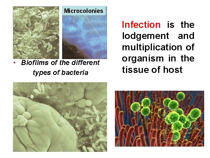 Microcolonies Biofilms of the different types of bacteria Infection is the lodgement and multiplication