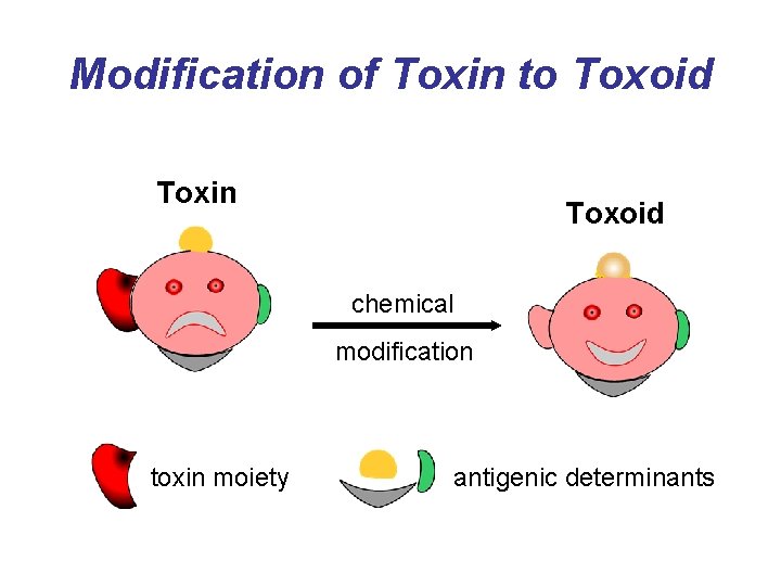 Modification of Toxin to Toxoid Toxin Toxoid chemical modification toxin moiety antigenic determinants 