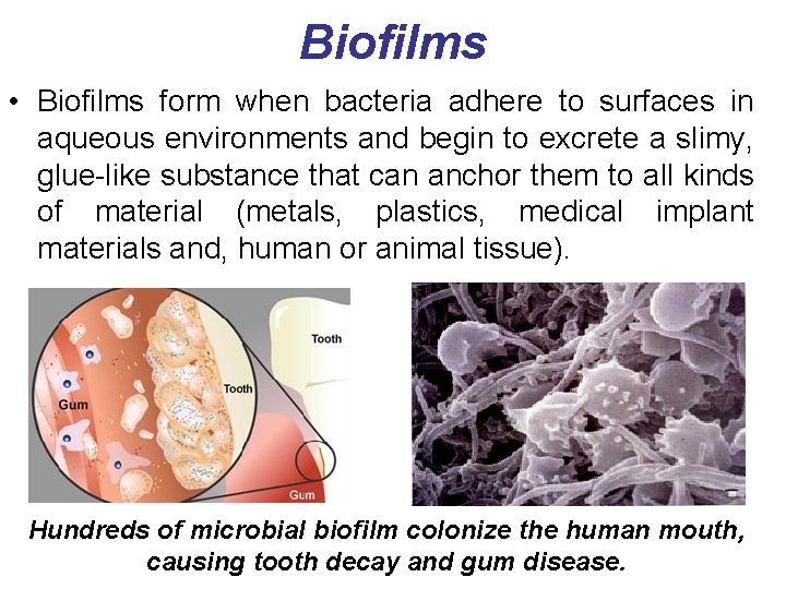 Biofilms • Biofilms form when bacteria adhere to surfaces in aqueous environments and begin