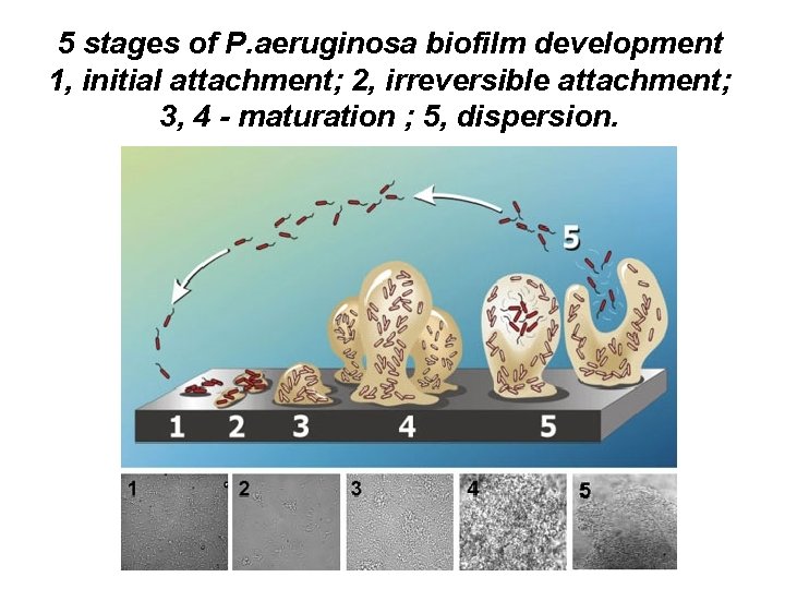 5 stages of P. aeruginosa biofilm development 1, initial attachment; 2, irreversible attachment; 3,