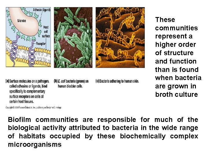 Living bacteria These communities represent a higher order of structure and function than is