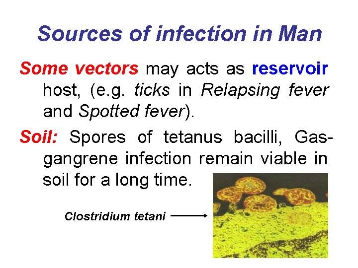 Sources of infection in Man Some vectors may acts as reservoir host, (e. g.