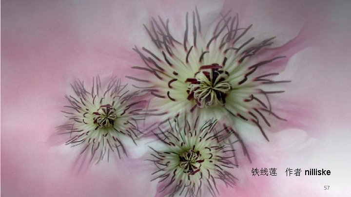 铁线莲 作者 nilliske 57 