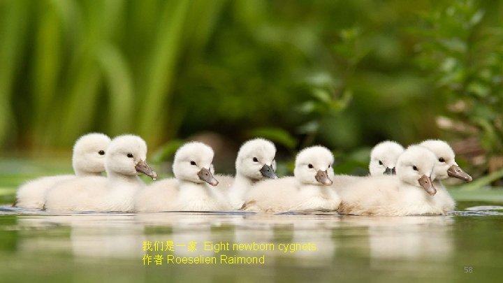 我们是一家 Eight newborn cygnets. 作者 Roeselien Raimond 58 