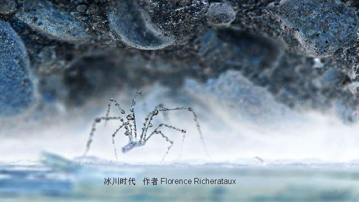 冰川时代 作者 Florence Richerataux 7 