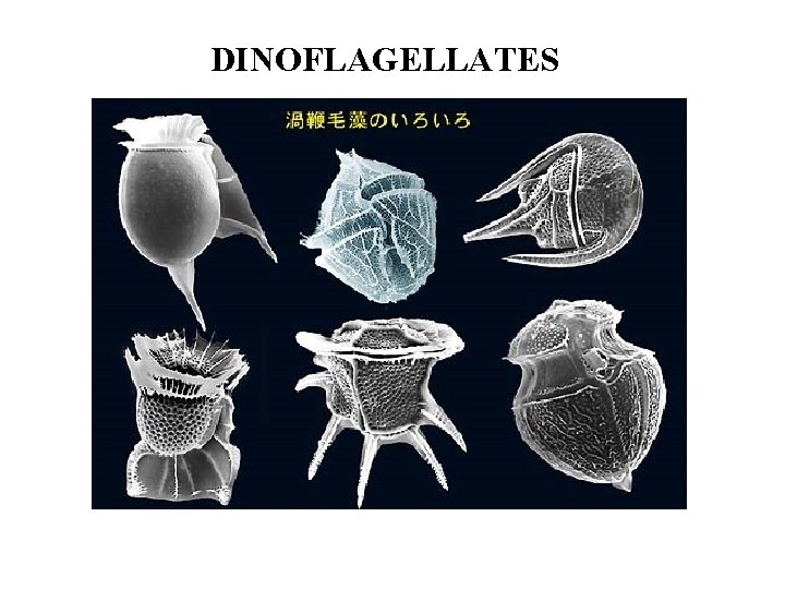 DINOFLAGELLATES 