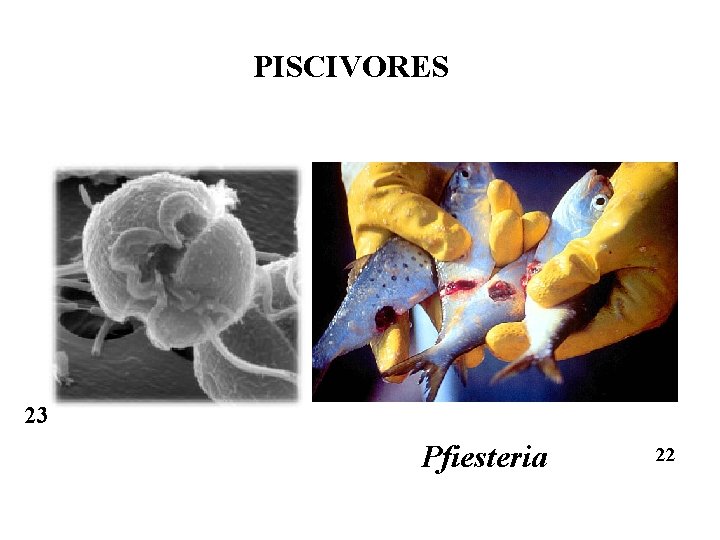 PISCIVORES 23 Pfiesteria 22 