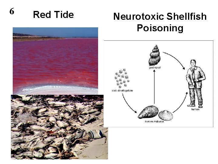 6 Red Tide Neurotoxic Shellfish Poisoning 