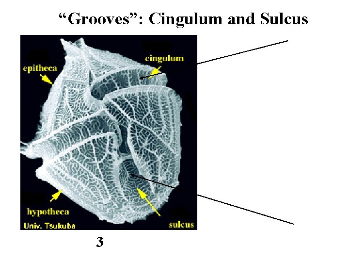 “Grooves”: Cingulum and Sulcus 3 