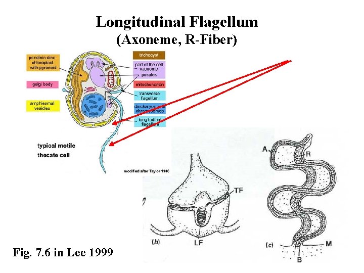 Longitudinal Flagellum (Axoneme, R-Fiber) Fig. 7. 6 in Lee 1999 