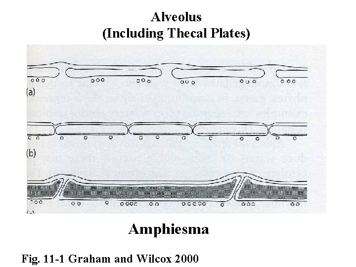Alveolus (Including Thecal Plates) Amphiesma Fig. 11 -1 Graham and Wilcox 2000 