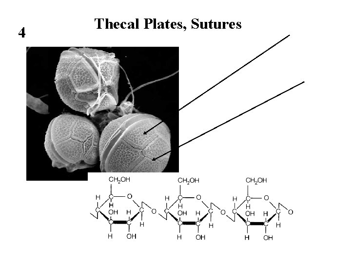 4 Thecal Plates, Sutures 