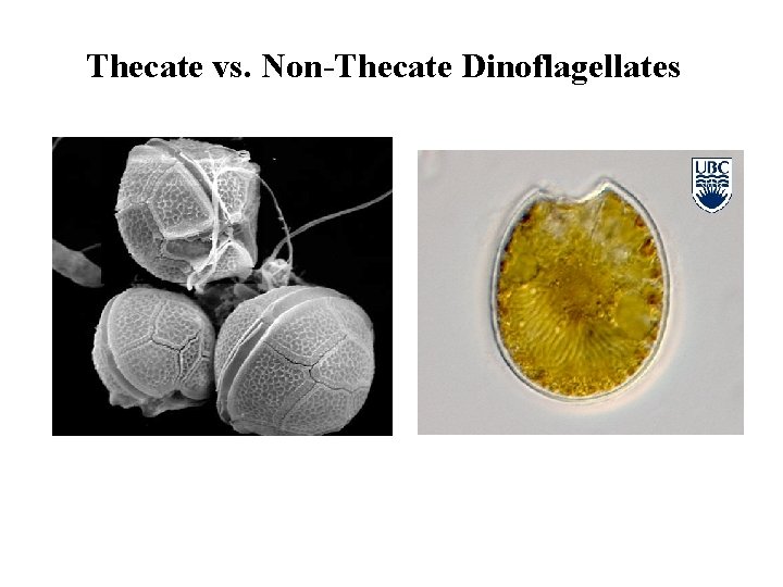 Thecate vs. Non-Thecate Dinoflagellates 