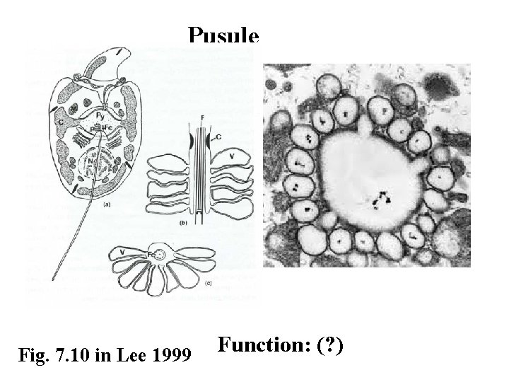 Pusule Fig. 7. 10 in Lee 1999 Function: (? ) 