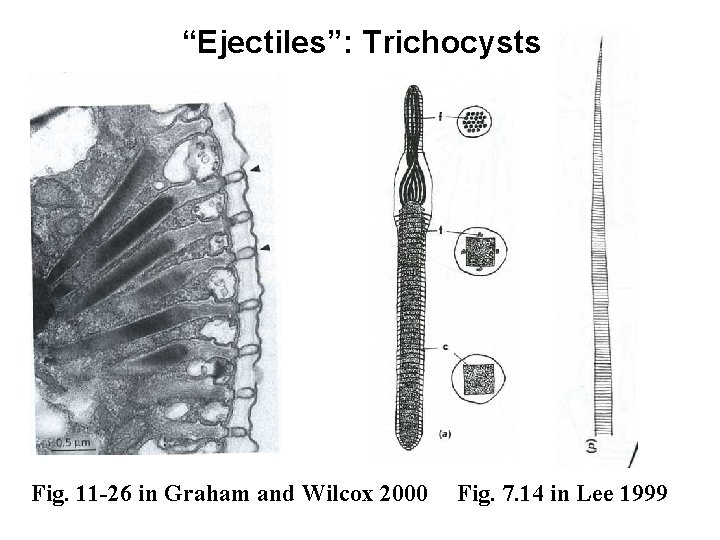 “Ejectiles”: Trichocysts Fig. 11 -26 in Graham and Wilcox 2000 Fig. 7. 14 in