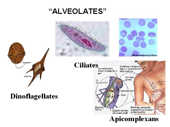 “ALVEOLATES” Ciliates Dinoflagellates Apicomplexans 