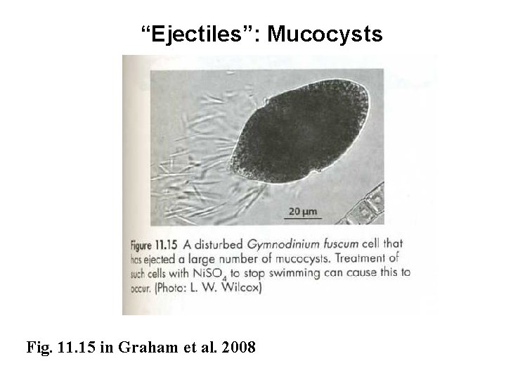 “Ejectiles”: Mucocysts Fig. 11. 15 in Graham et al. 2008 