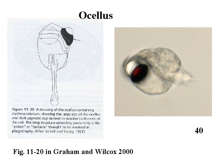 Ocellus 40 Fig. 11 -20 in Graham and Wilcox 2000 