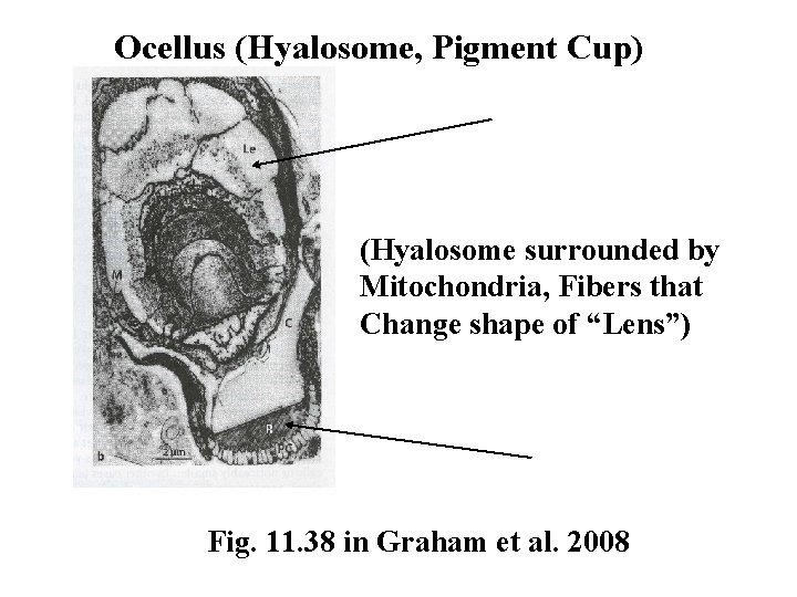 Ocellus (Hyalosome, Pigment Cup) (Hyalosome surrounded by Mitochondria, Fibers that Change shape of “Lens”)