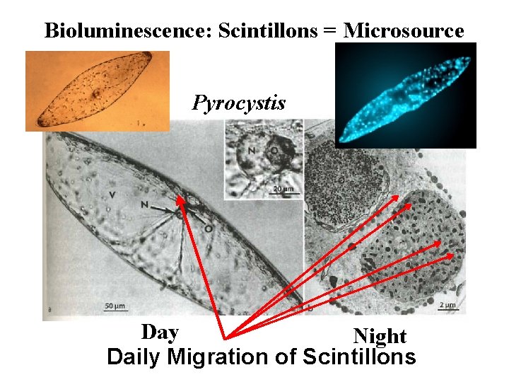 Bioluminescence: Scintillons = Microsource Pyrocystis Day Night Daily Migration of Scintillons 