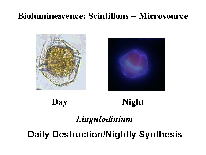 Bioluminescence: Scintillons = Microsource Day Night Lingulodinium Daily Destruction/Nightly Synthesis 