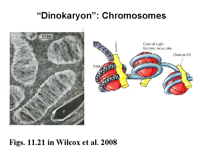 “Dinokaryon”: Chromosomes Figs. 11. 21 in Wilcox et al. 2008 