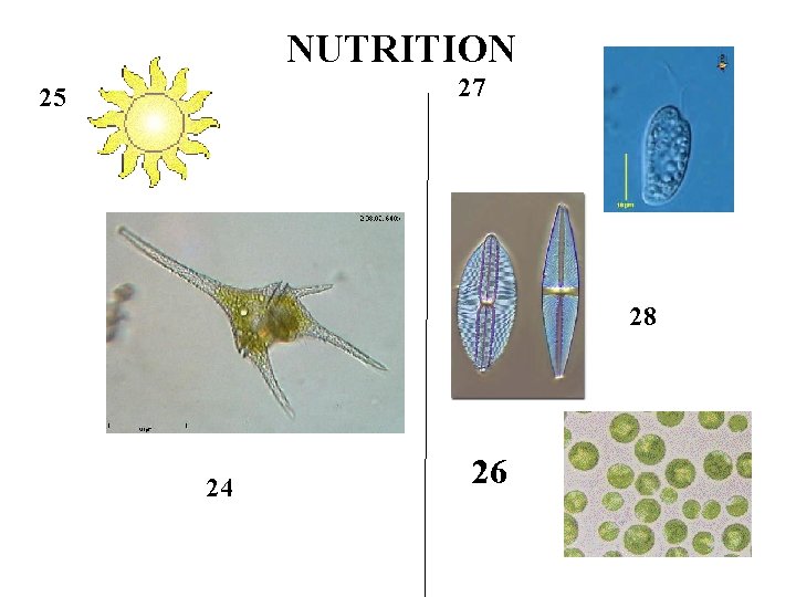 NUTRITION 27 25 28 24 26 