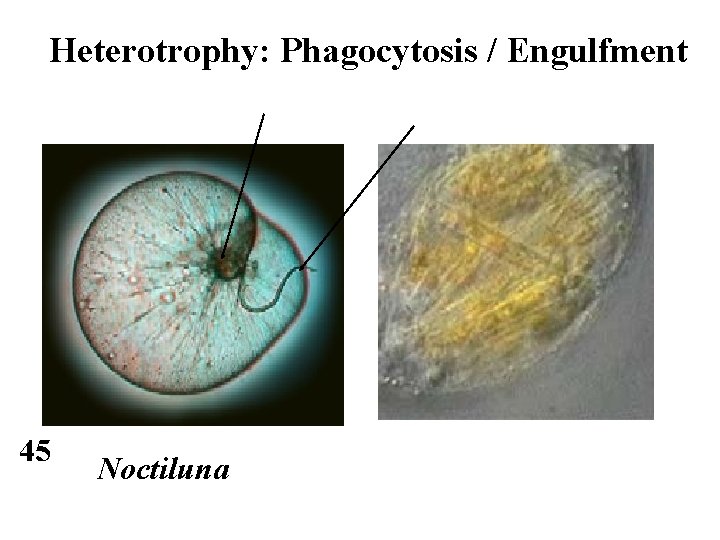 Heterotrophy: Phagocytosis / Engulfment 45 Noctiluna 