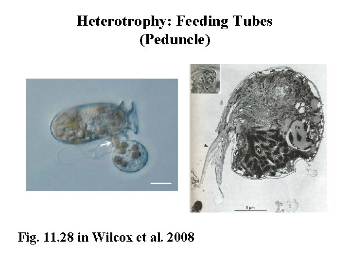 Heterotrophy: Feeding Tubes (Peduncle) Fig. 11. 28 in Wilcox et al. 2008 