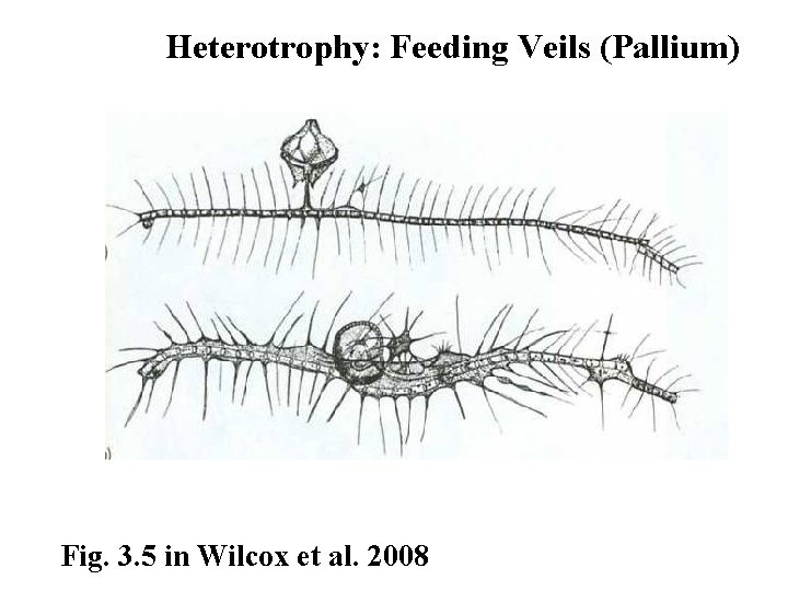 Heterotrophy: Feeding Veils (Pallium) Fig. 3. 5 in Wilcox et al. 2008 