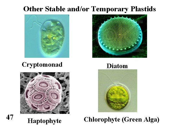 Other Stable and/or Temporary Plastids Cryptomonad 47 Haptophyte Diatom Chlorophyte (Green Alga) 