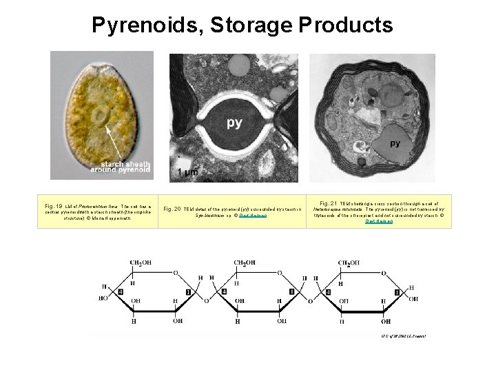 Pyrenoids, Storage Products Fig. 19. LM of Prorocentrum lima. The cell has a central