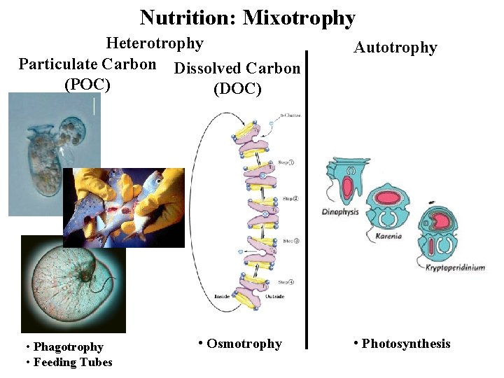 Nutrition: Mixotrophy Heterotrophy Particulate Carbon Dissolved Carbon (POC) (DOC) • Phagotrophy • Feeding Tubes