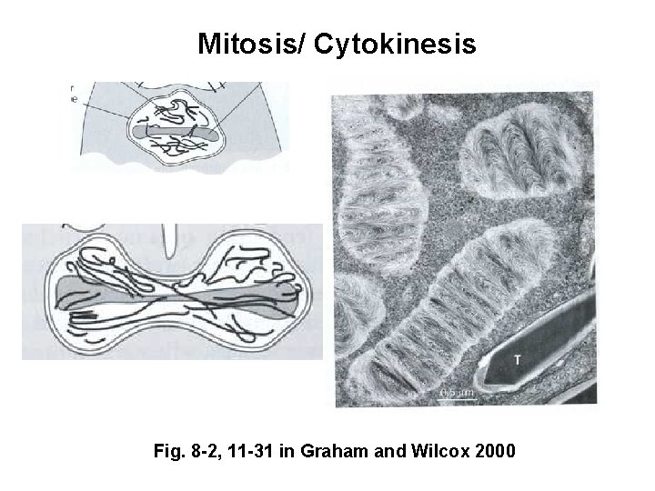 Mitosis/ Cytokinesis Fig. 8 -2, 11 -31 in Graham and Wilcox 2000 