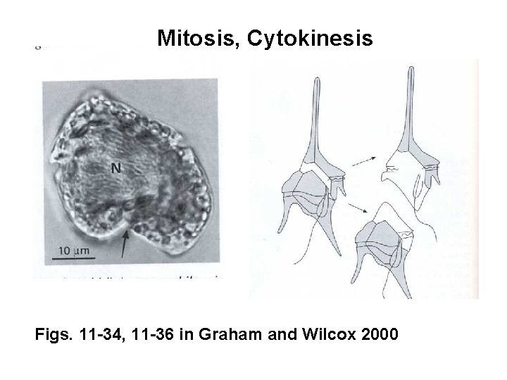 Mitosis, Cytokinesis Figs. 11 -34, 11 -36 in Graham and Wilcox 2000 